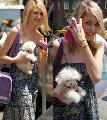 Taylor Monsen s Maltipoo-ja