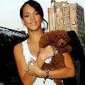 Rihanna s Maltipoo-ja